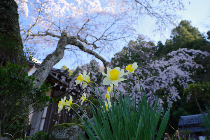 ペンタックス PENTAX K-3III @ review vol.1 ／ 奈良 奈良桜景 2021